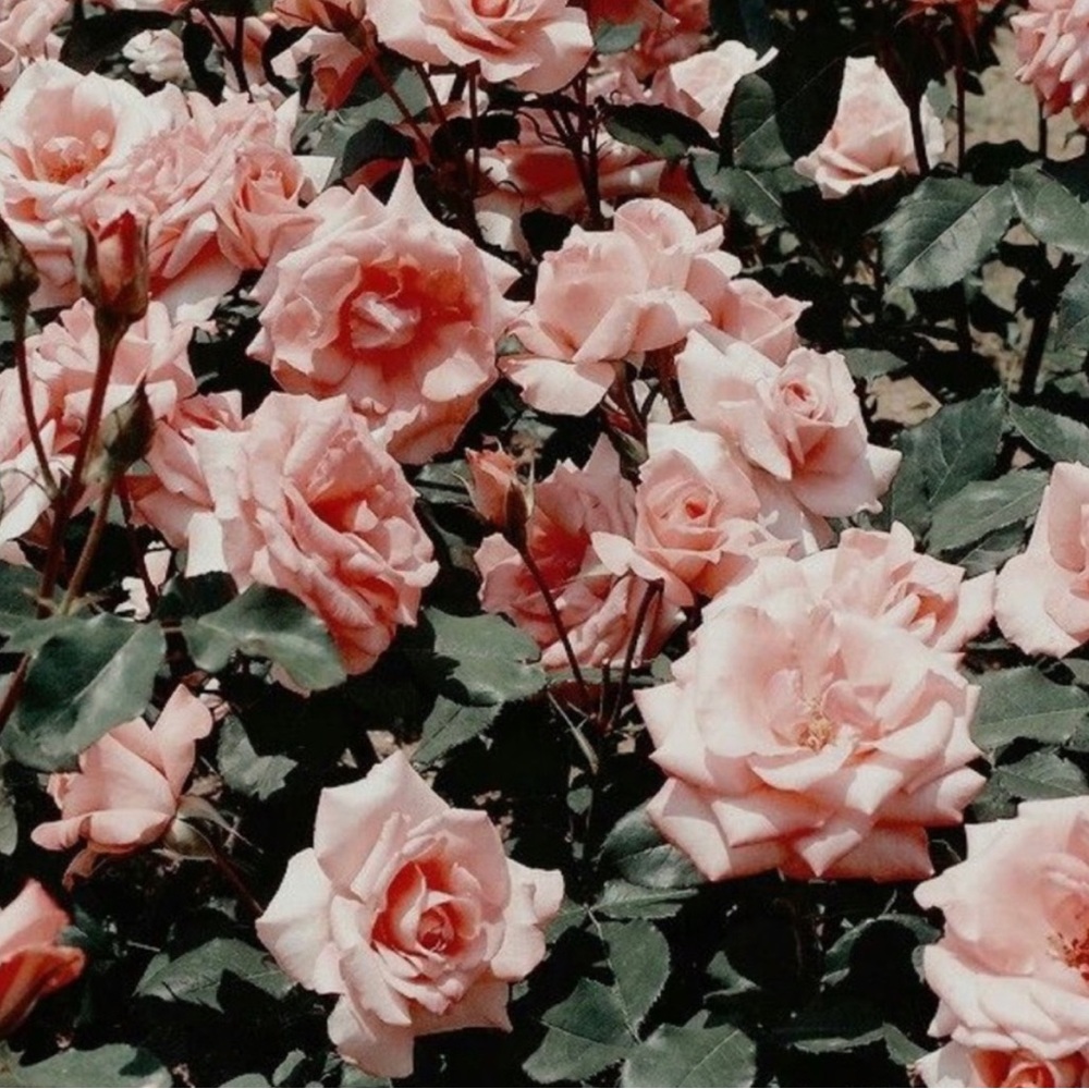 ✨✨✨Make An Offer✨✨✨